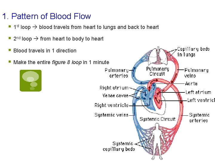 1. Pattern of Blood Flow § 1 st loop blood travels from heart to