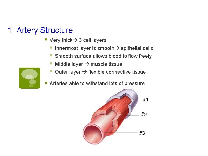 1. Artery Structure § Very thick 3 cell layers § Innermost layer is smooth