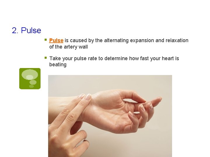 2. Pulse § Pulse is caused by the alternating expansion and relaxation of the