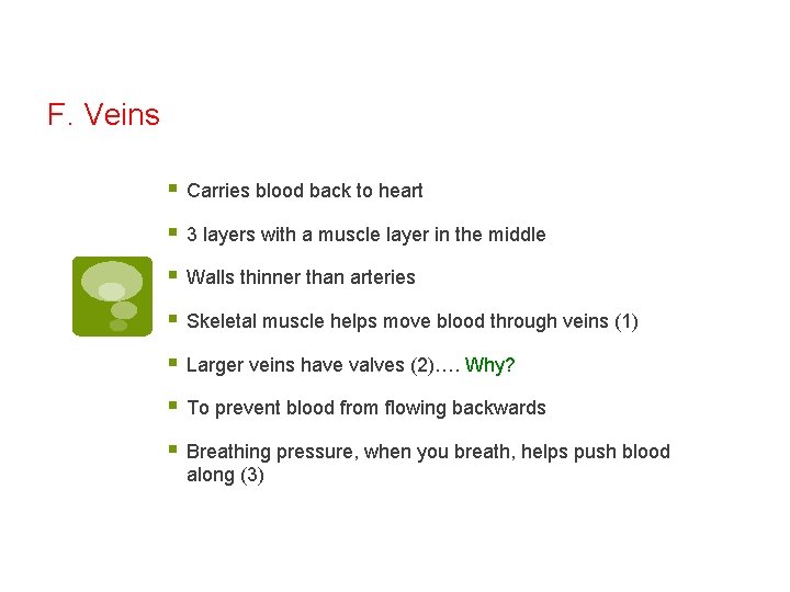 F. Veins § Carries blood back to heart § 3 layers with a muscle