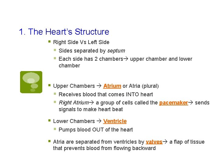 1. The Heart’s Structure § Right Side Vs Left Side § Sides separated by