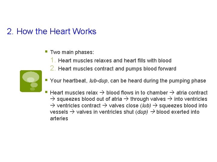 2. How the Heart Works § Two main phases: 1. Heart muscles relaxes and