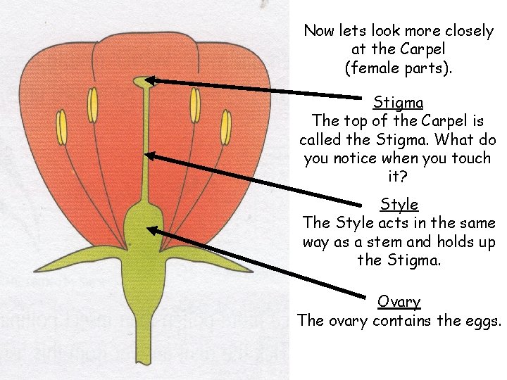 Now lets look more closely at the Carpel (female parts). Stigma The top of