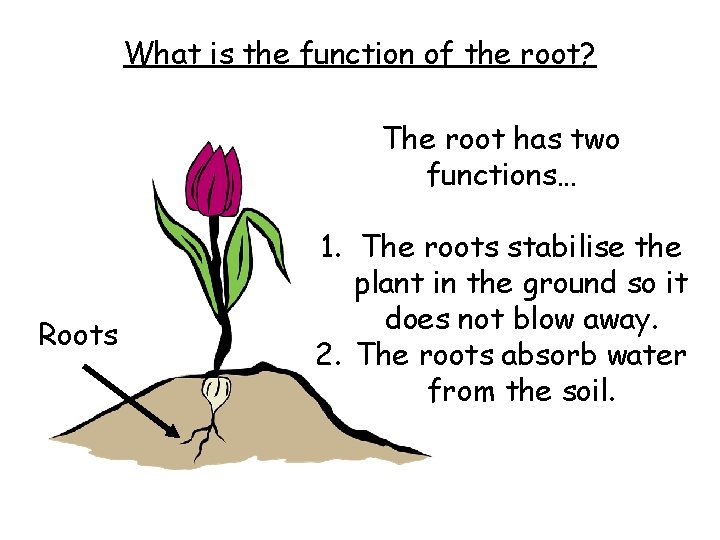 What is the function of the root? The root has two functions… Roots 1.