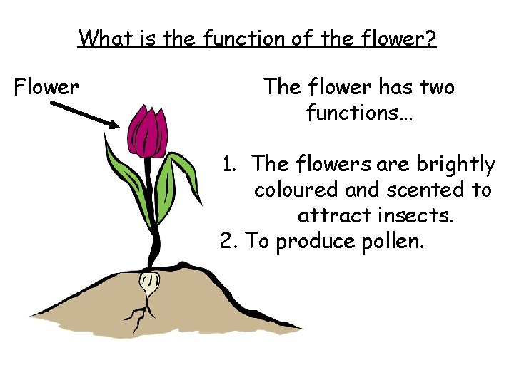 What is the function of the flower? Flower The flower has two functions… 1.