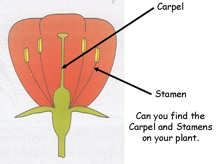 Carpel Stamen Can you find the Carpel and Stamens on your plant. 