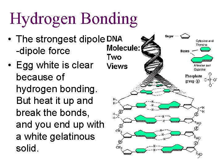 Hydrogen Bonding • The strongest dipole -dipole force • Egg white is clear because