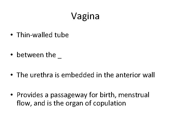 Vagina • Thin-walled tube • between the _ • The urethra is embedded in