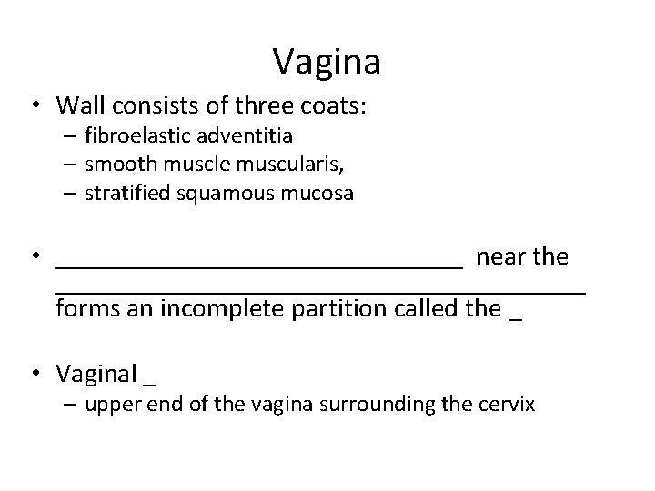 Vagina • Wall consists of three coats: – fibroelastic adventitia – smooth muscle muscularis,