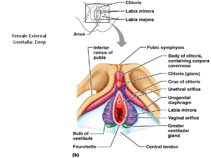 Female External Genitalia: Deep Figure 27. 16 b 