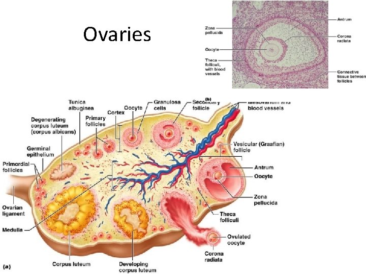 Ovaries 