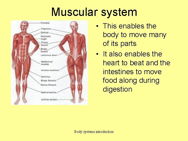 Muscular system • This enables the body to move many of its parts •