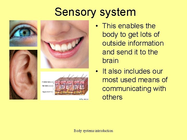 Sensory system • This enables the body to get lots of outside information and