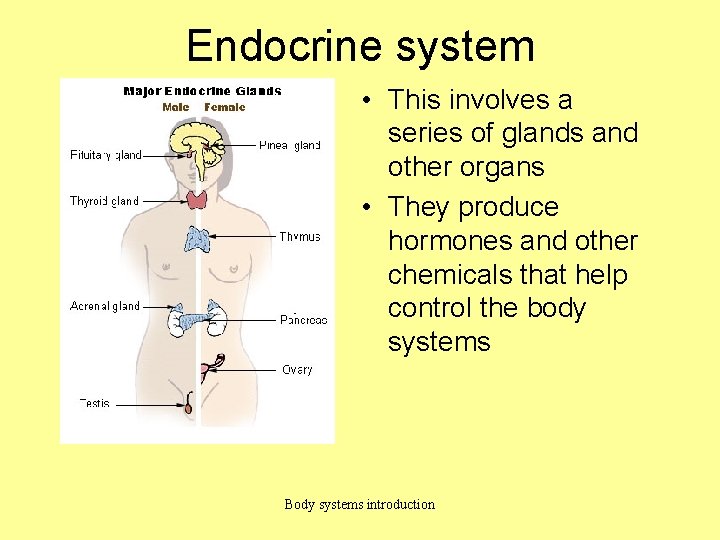 Endocrine system • This involves a series of glands and other organs • They