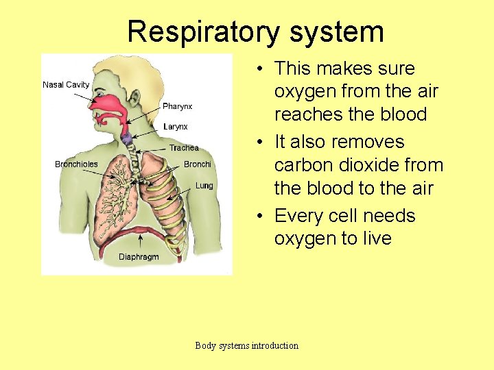 Respiratory system • This makes sure oxygen from the air reaches the blood •