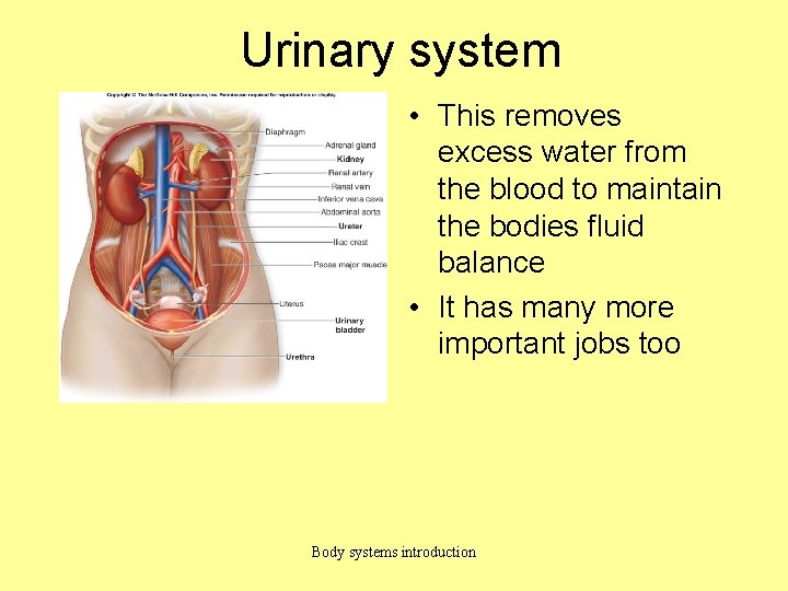 Urinary system • This removes excess water from the blood to maintain the bodies