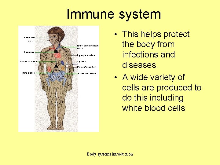 Immune system • This helps protect the body from infections and diseases. • A