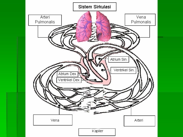 Sistem Sirkulasi Arteri Pulmonalis Vena Pulmonalis Atrium Sin. Ventrikel Sin. Atrium Dex. Ventrikel Dex.