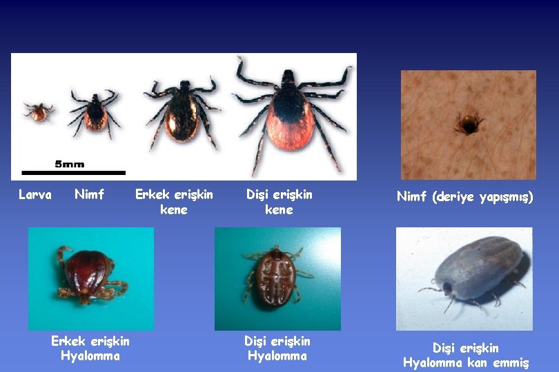 Larva Nimf Erkek erişkin Hyalomma Erkek erişkin kene Dişi erişkin Hyalomma Nimf (deriye yapışmış)