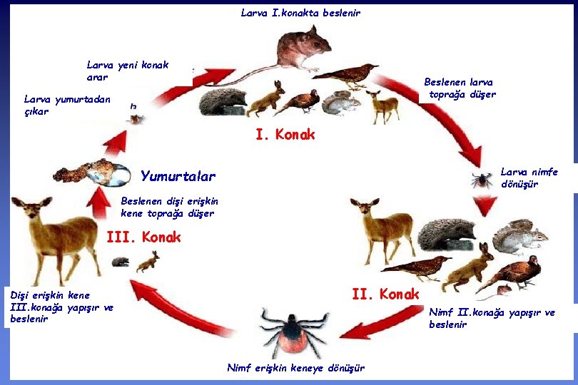 Larva I. konakta beslenir Larva yeni konak arar Beslenen larva toprağa düşer Larva yumurtadan
