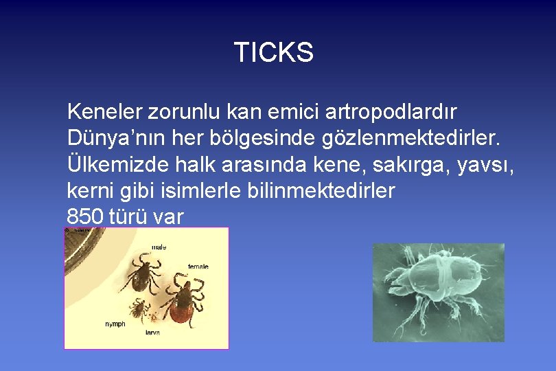 TICKS Keneler zorunlu kan emici artropodlardır Dünya’nın her bölgesinde gözlenmektedirler. Ülkemizde halk arasında kene,