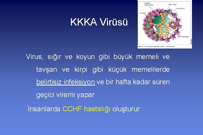 KKKA Virüsü Virus, sığır ve koyun gibi büyük memeli ve tavşan ve kirpi gibi