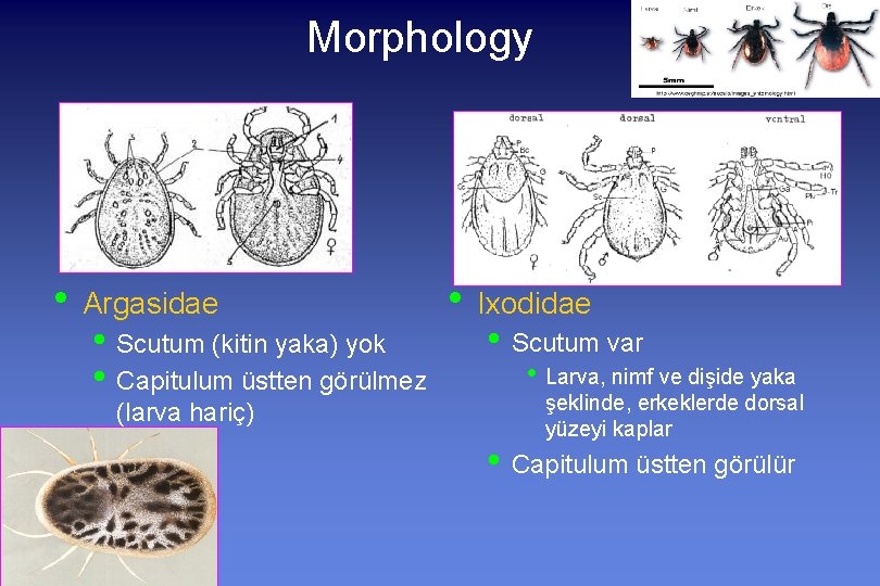 Morphology • Argasidae • Scutum (kitin yaka) yok • Capitulum üstten görülmez (larva hariç)