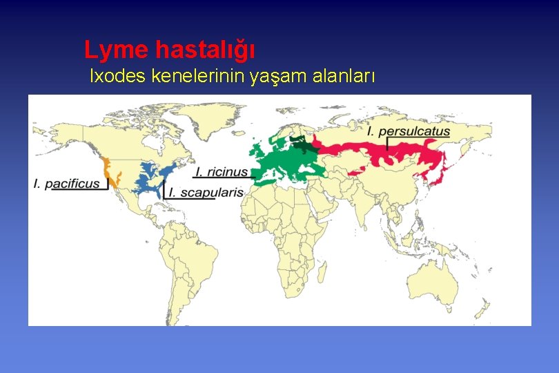 Lyme hastalığı Ixodes kenelerinin yaşam alanları 