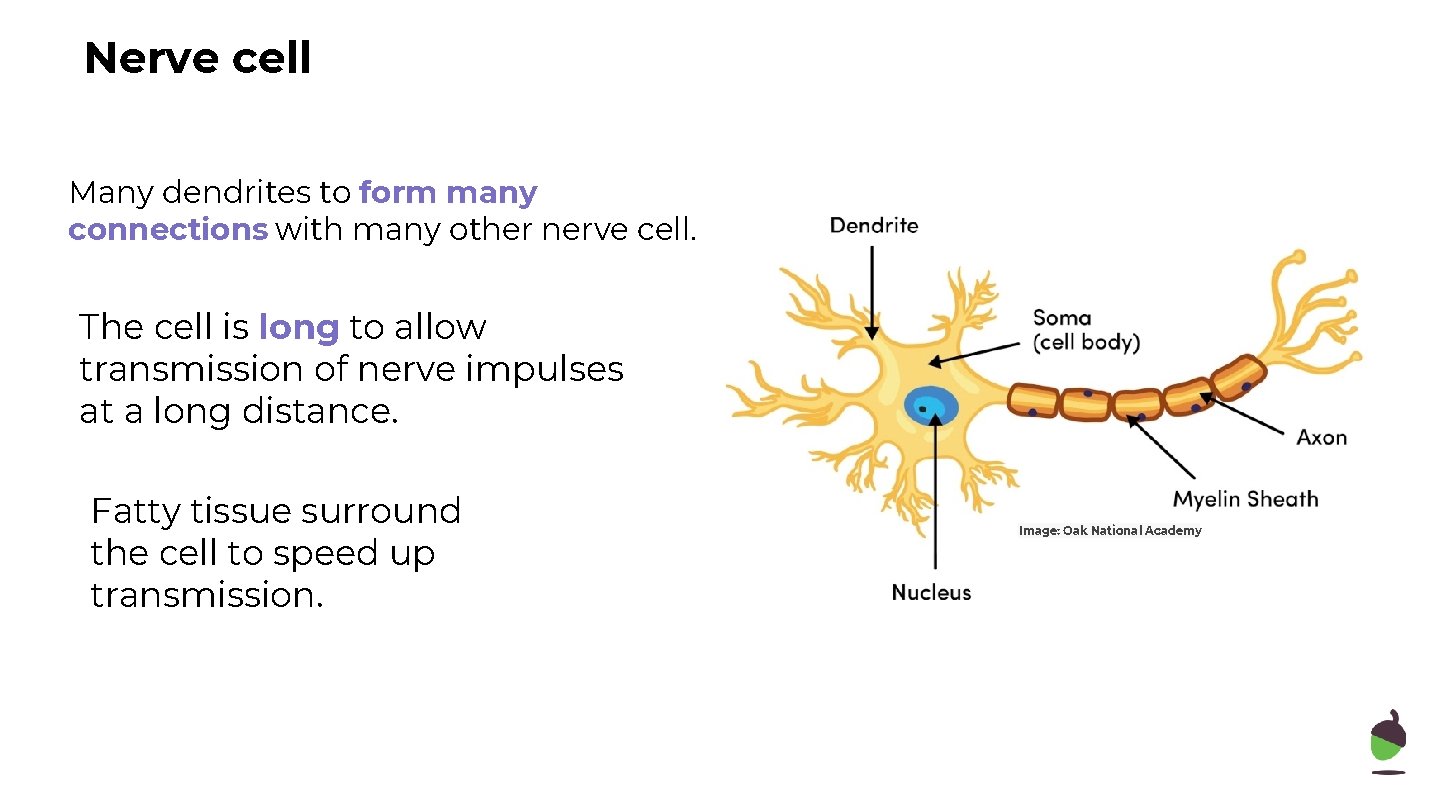 Nerve cell Many dendrites to form many connections with many other nerve cell. The