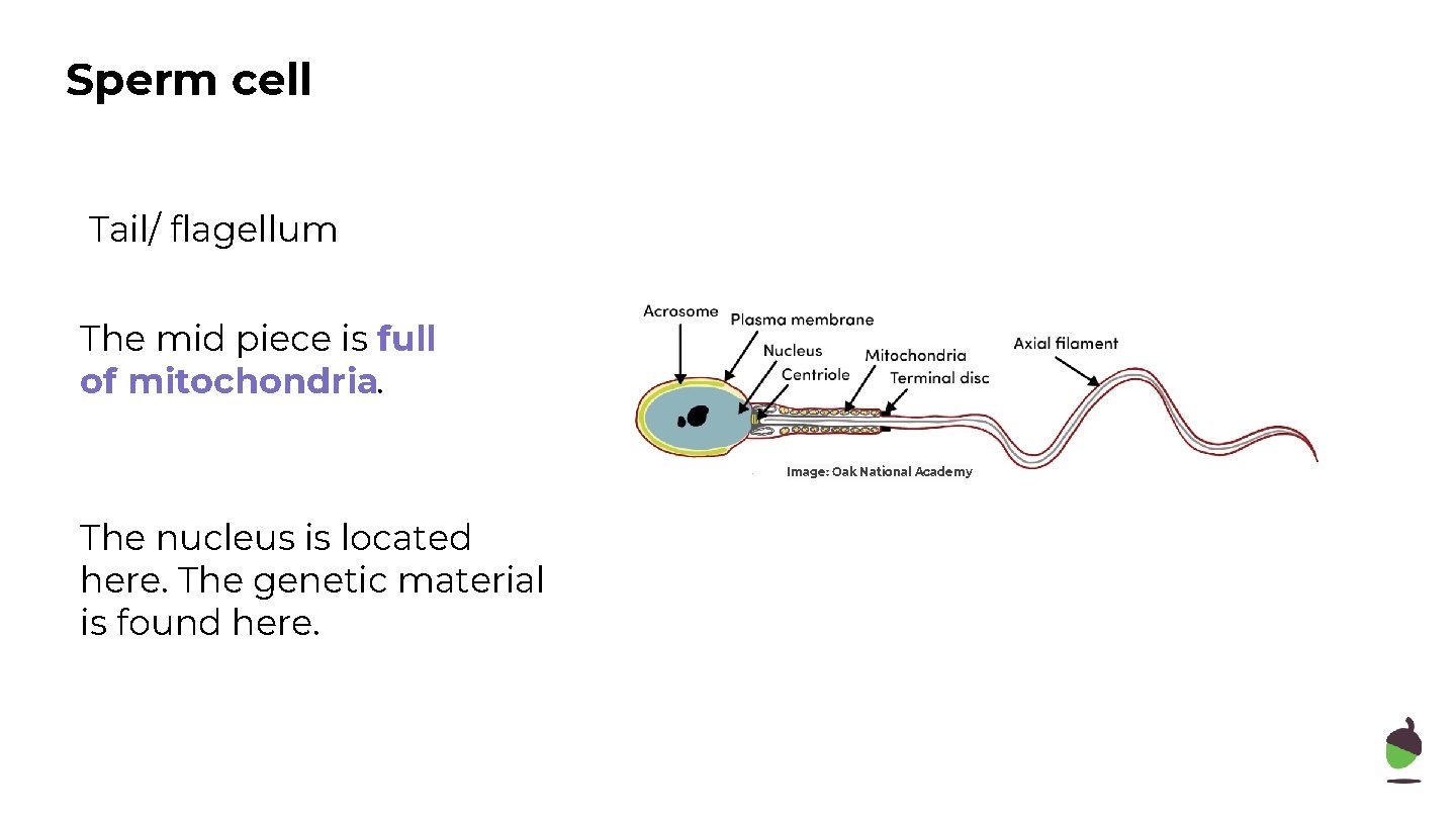 Sperm cell Tail/ flagellum The mid piece is full of mitochondria. Image: Oak National