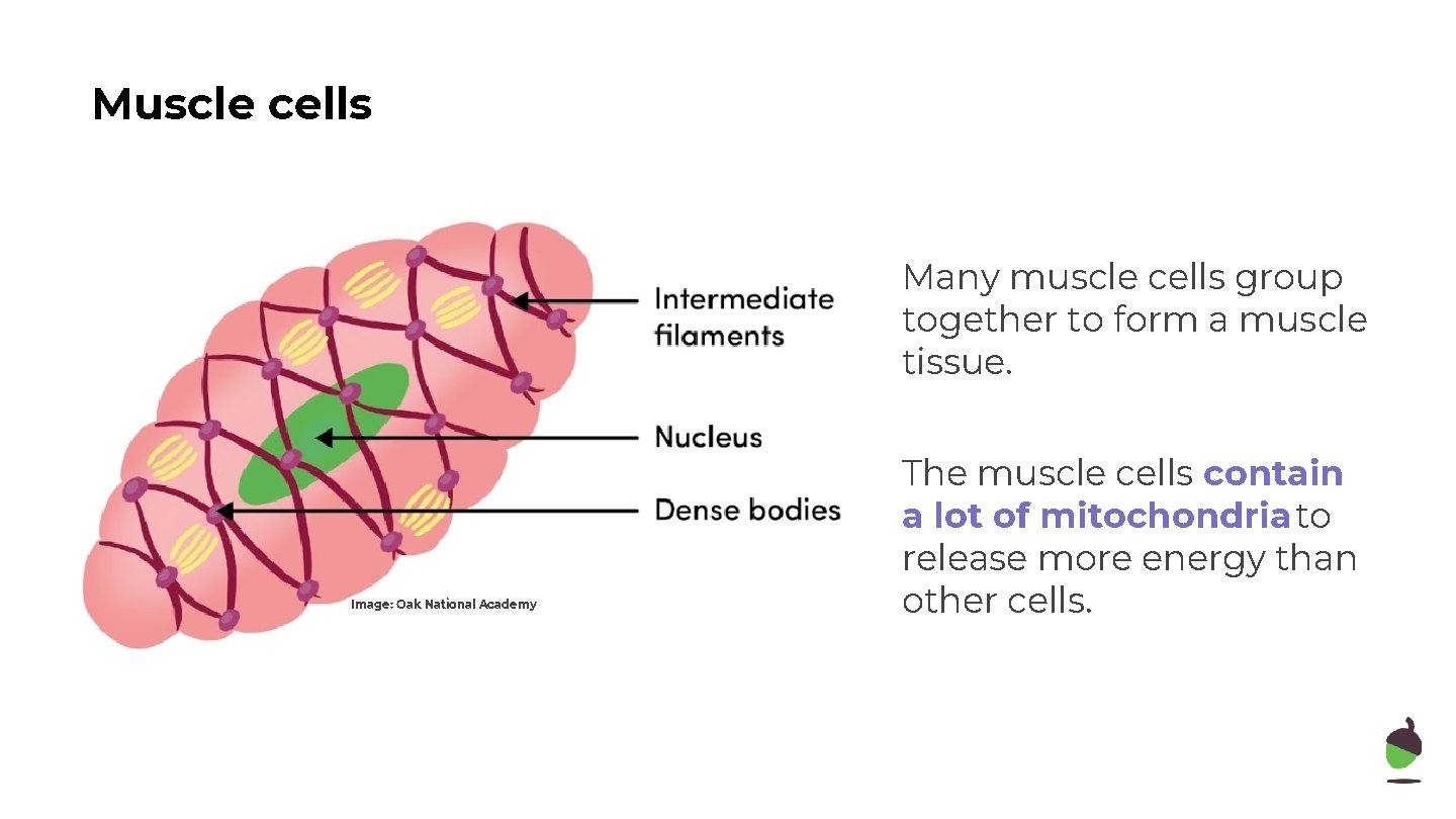 Muscle cells Many muscle cells group together to form a muscle tissue. Image: Oak