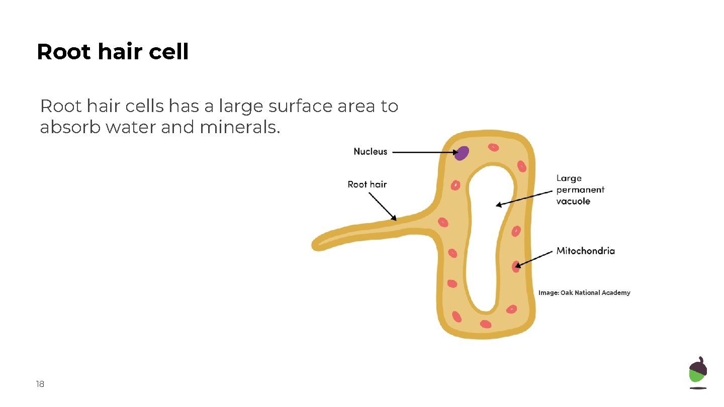 Root hair cells has a large surface area to absorb water and minerals. Image: