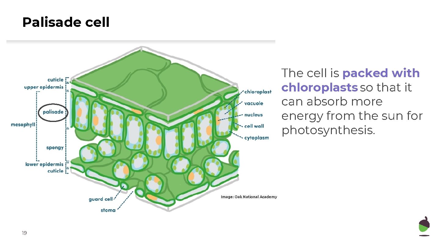 Palisade cell The cell is packed with chloroplasts so that it can absorb more