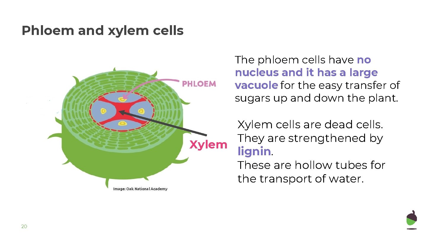 Phloem and xylem cells The phloem cells have no nucleus and it has a