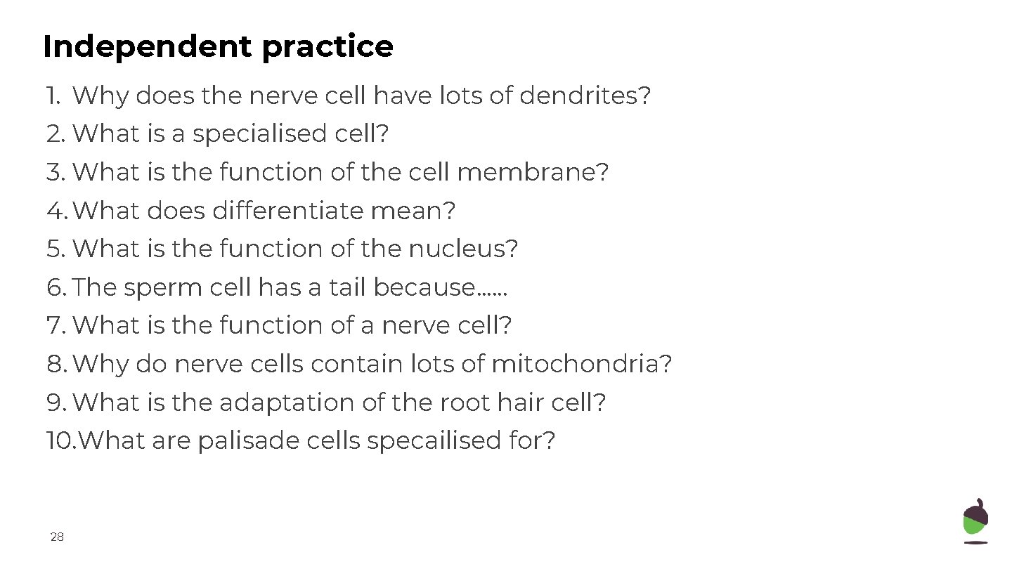 Independent practice 1. Why does the nerve cell have lots of dendrites? 2. What