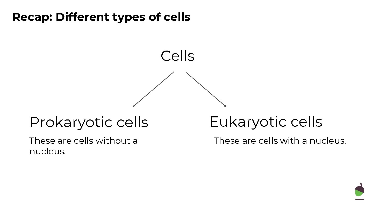 Recap: Different types of cells Cells Prokaryotic cells These are cells without a nucleus.