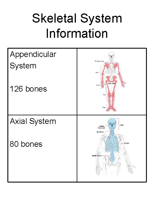 Skeletal System Information Appendicular System 126 bones Axial System 80 bones 