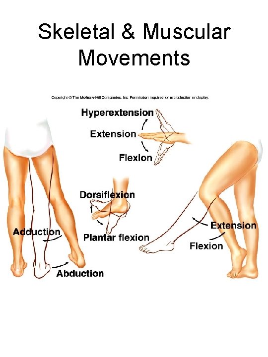 Skeletal & Muscular Movements 