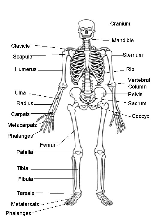 Cranium Mandible Clavicle Sternum Scapula Humerus Rib Vertebral Column Pelvis Ulna Radius Sacrum Carpals
