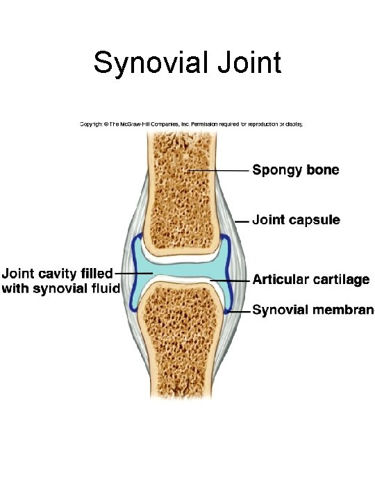 Synovial Joint 