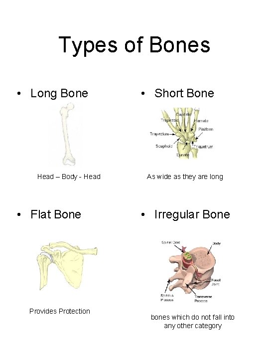 Types of Bones • Long Bone Head – Body - Head • Flat Bone