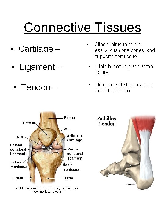 Connective Tissues • Cartilage – • Allows joints to move easily, cushions bones, and