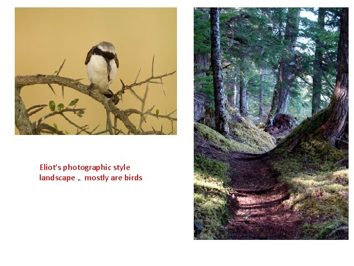 ， Eliot’s photographic style landscape mostly are birds 