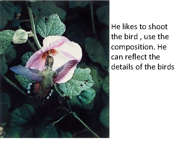 He likes to shoot the bird , use the composition. He can reflect the