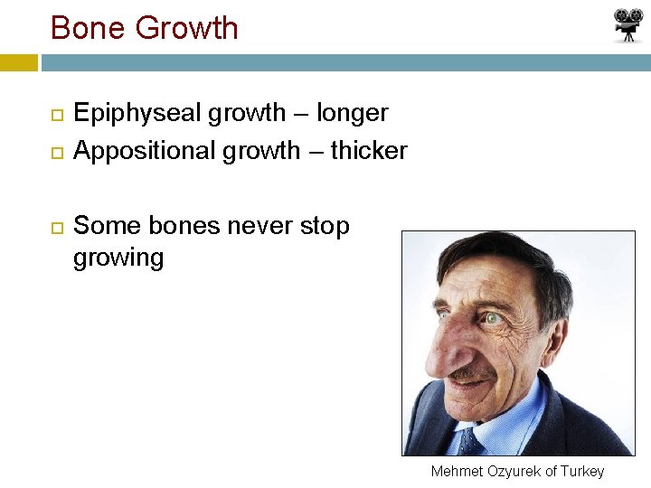 Bone Growth Epiphyseal growth – longer Appositional growth – thicker Some bones never stop