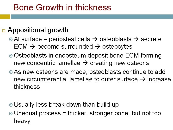 Bone Growth in thickness Appositional growth At surface – periosteal cells osteoblasts secrete ECM