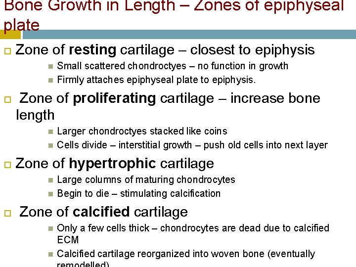 Bone Growth in Length – Zones of epiphyseal plate Zone of resting cartilage –