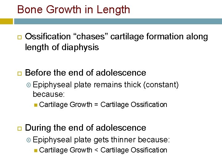 Bone Growth in Length Ossification “chases” cartilage formation along length of diaphysis Before the