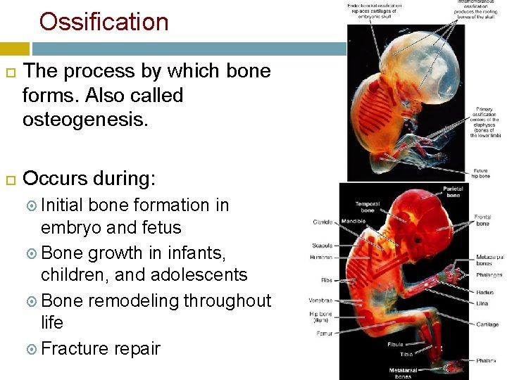 Ossification The process by which bone forms. Also called osteogenesis. Occurs during: Initial bone
