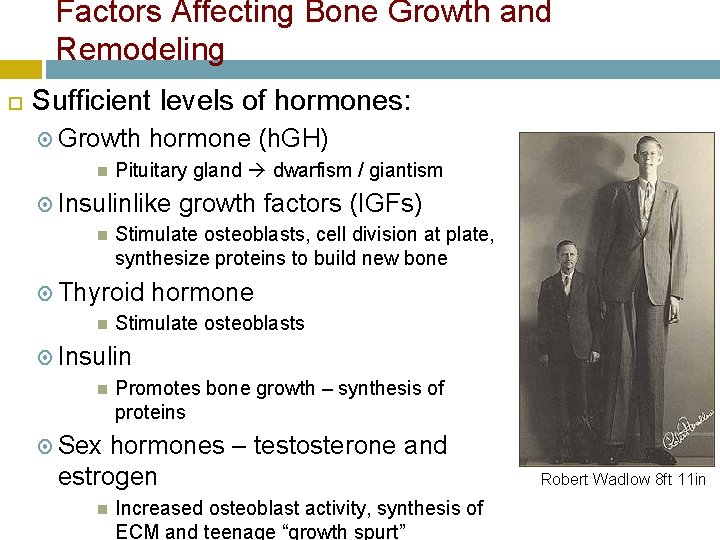 Factors Affecting Bone Growth and Remodeling Sufficient levels of hormones: Growth hormone (h. GH)